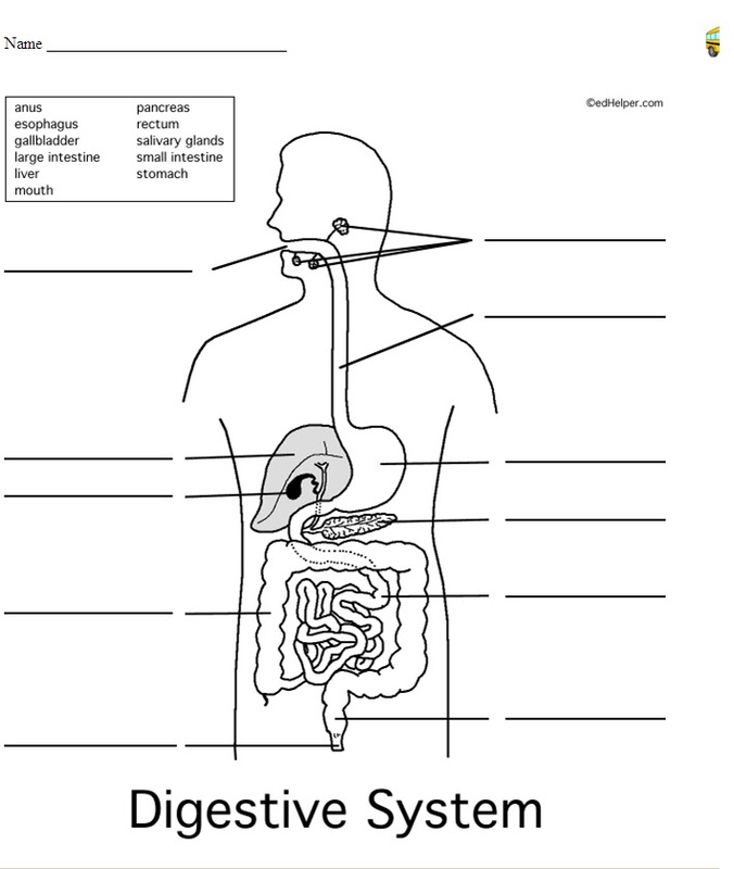 Digestive system worksheet - The Digestive System